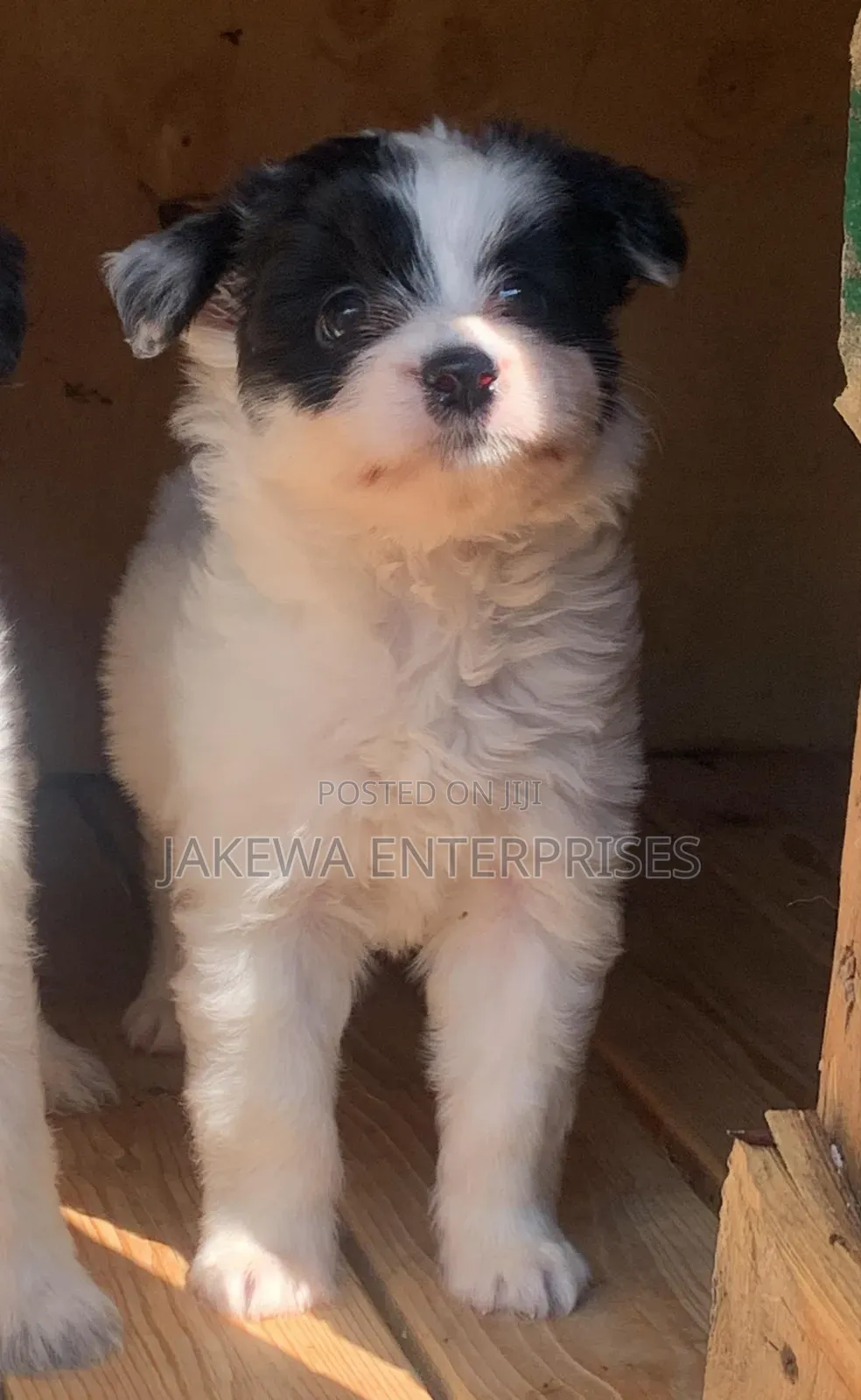 1-3 months Male Purebred Havanese