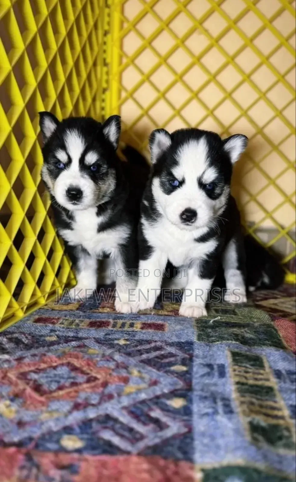 1-3 months Male Purebred Siberian Husky