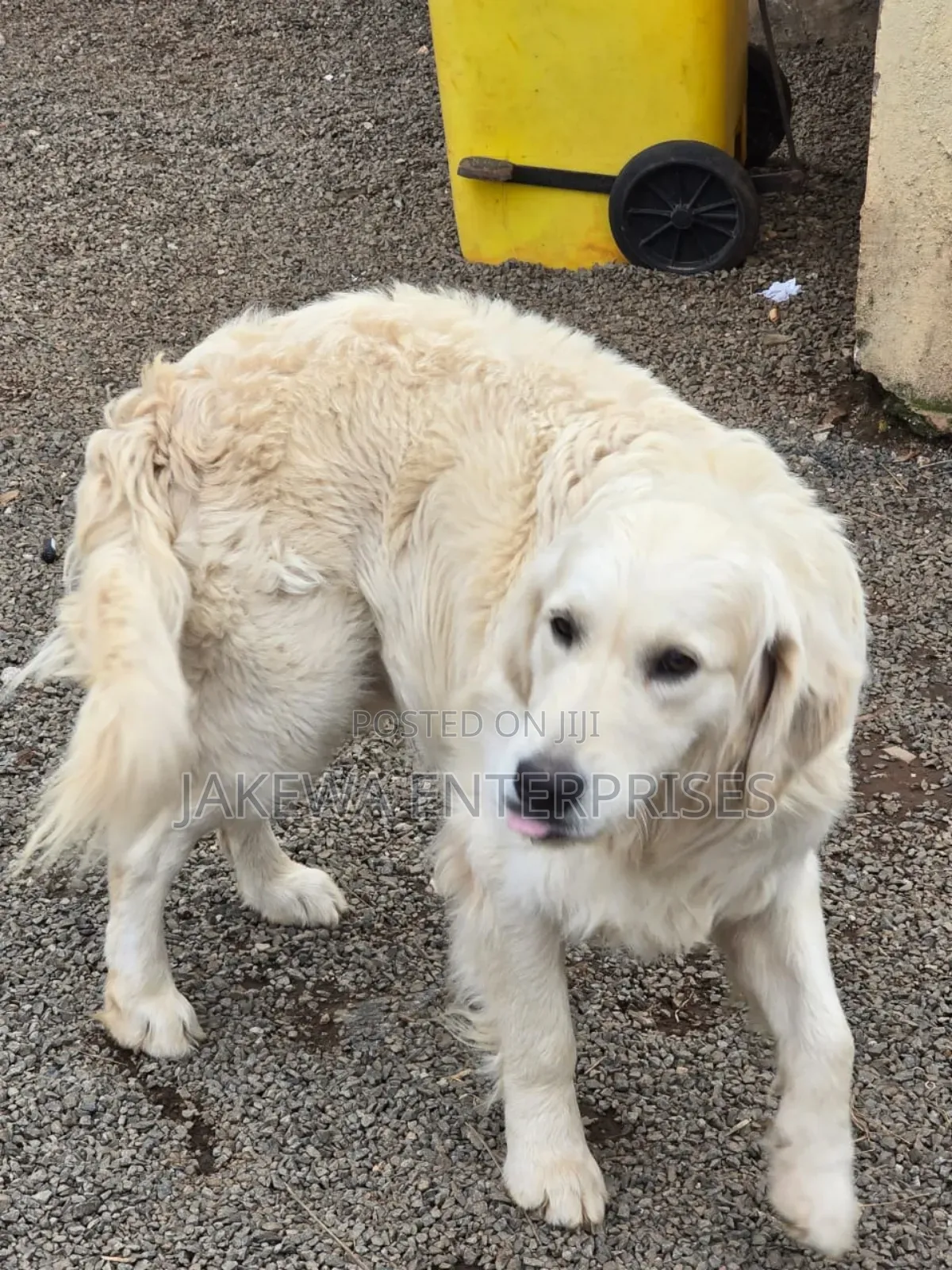 1+ year Male Purebred Golden Retriever