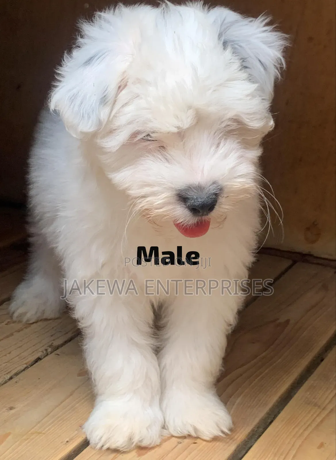 1-3 months Male Purebred Havanese