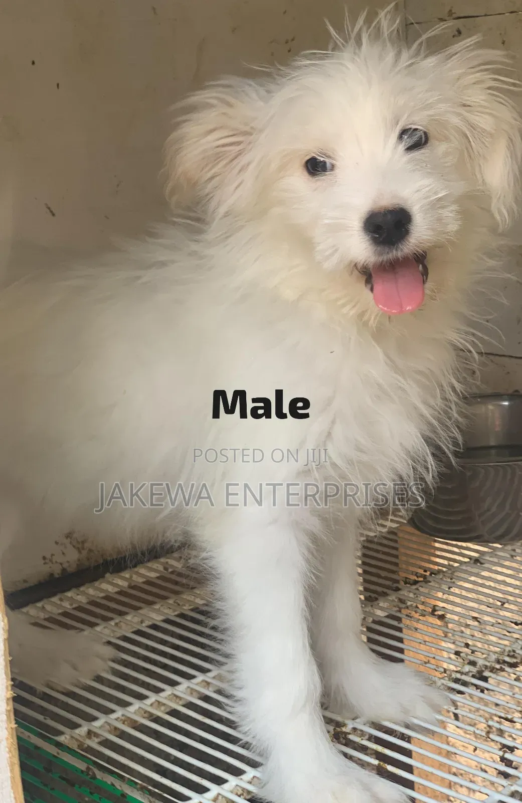 1-3 months Male Purebred Havanese