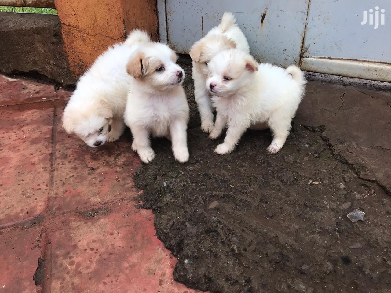 Male Purebred Japanese Spitz