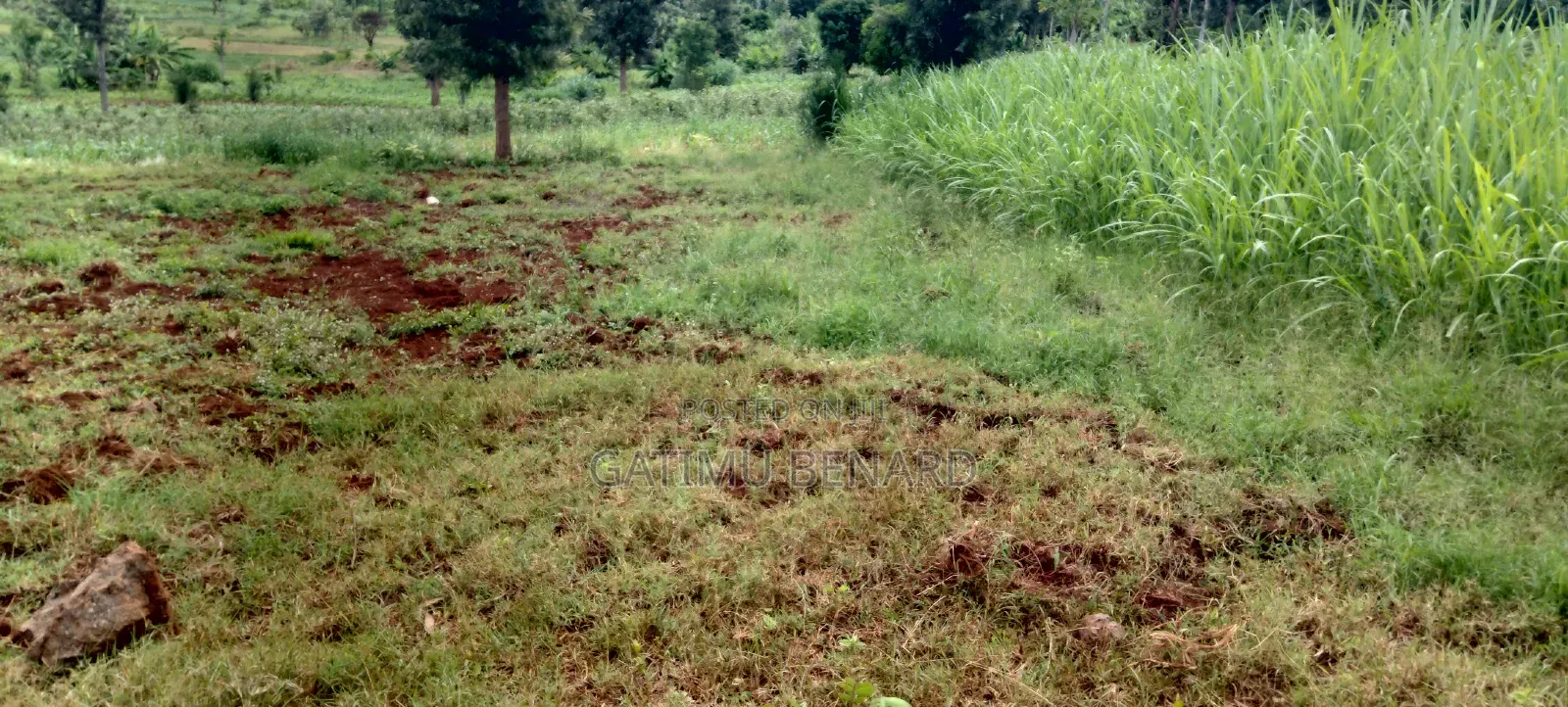 Half Acre (0.20ha) For Sale In Kirinyaga Mwea Nyangati
