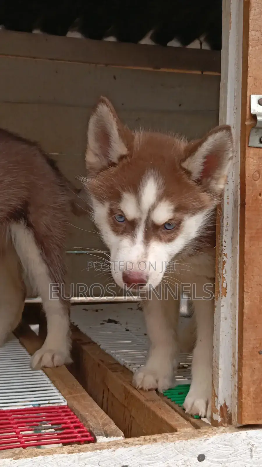 1-3 months Female Purebred Siberian Husky