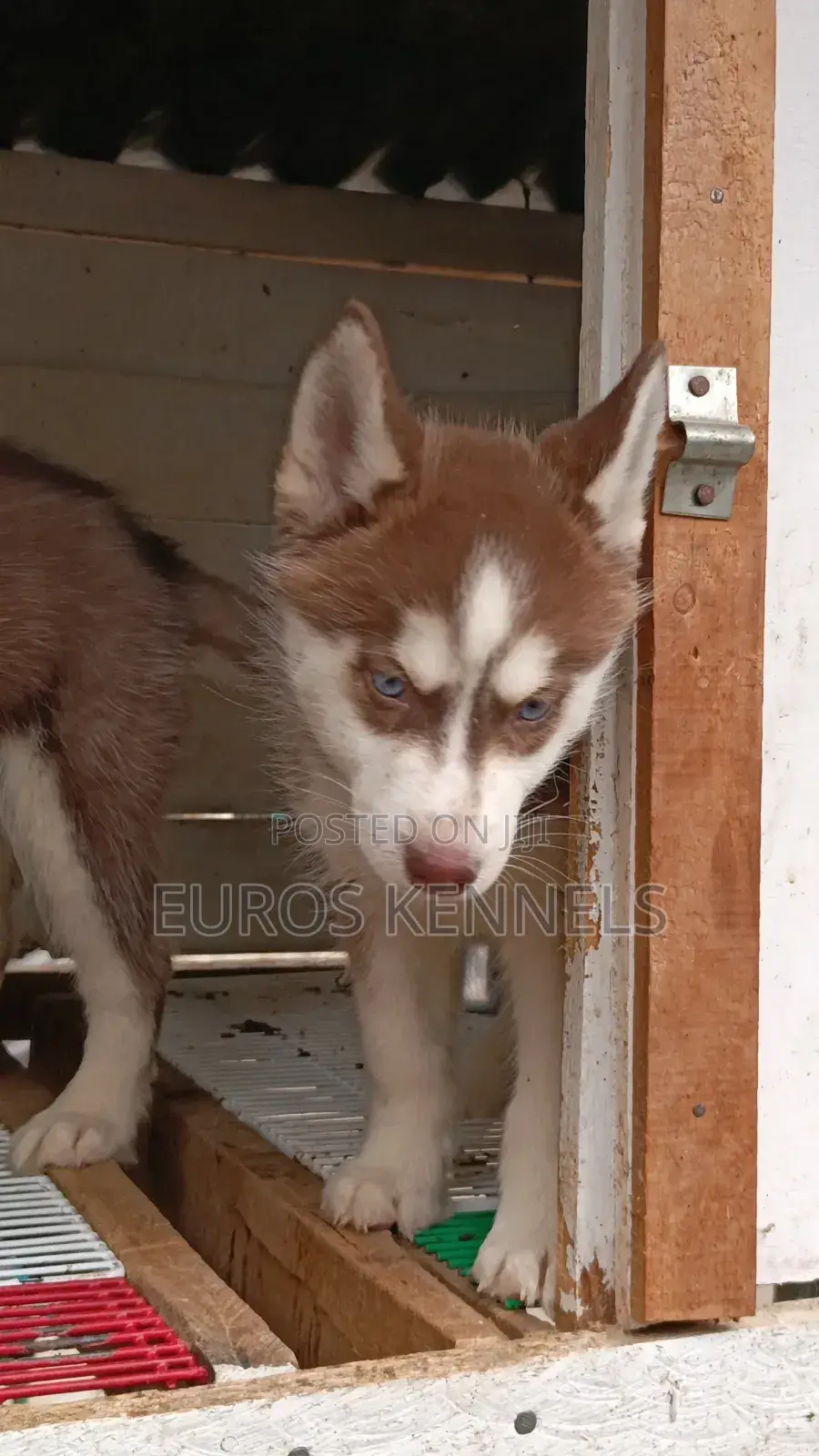 1-3 months Female Purebred Siberian Husky