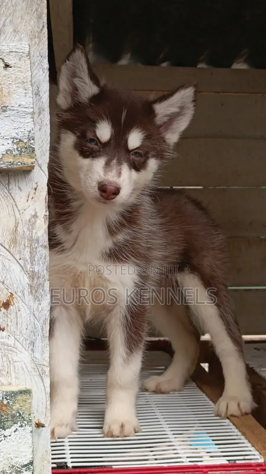 1-3 months Female Purebred Siberian Husky