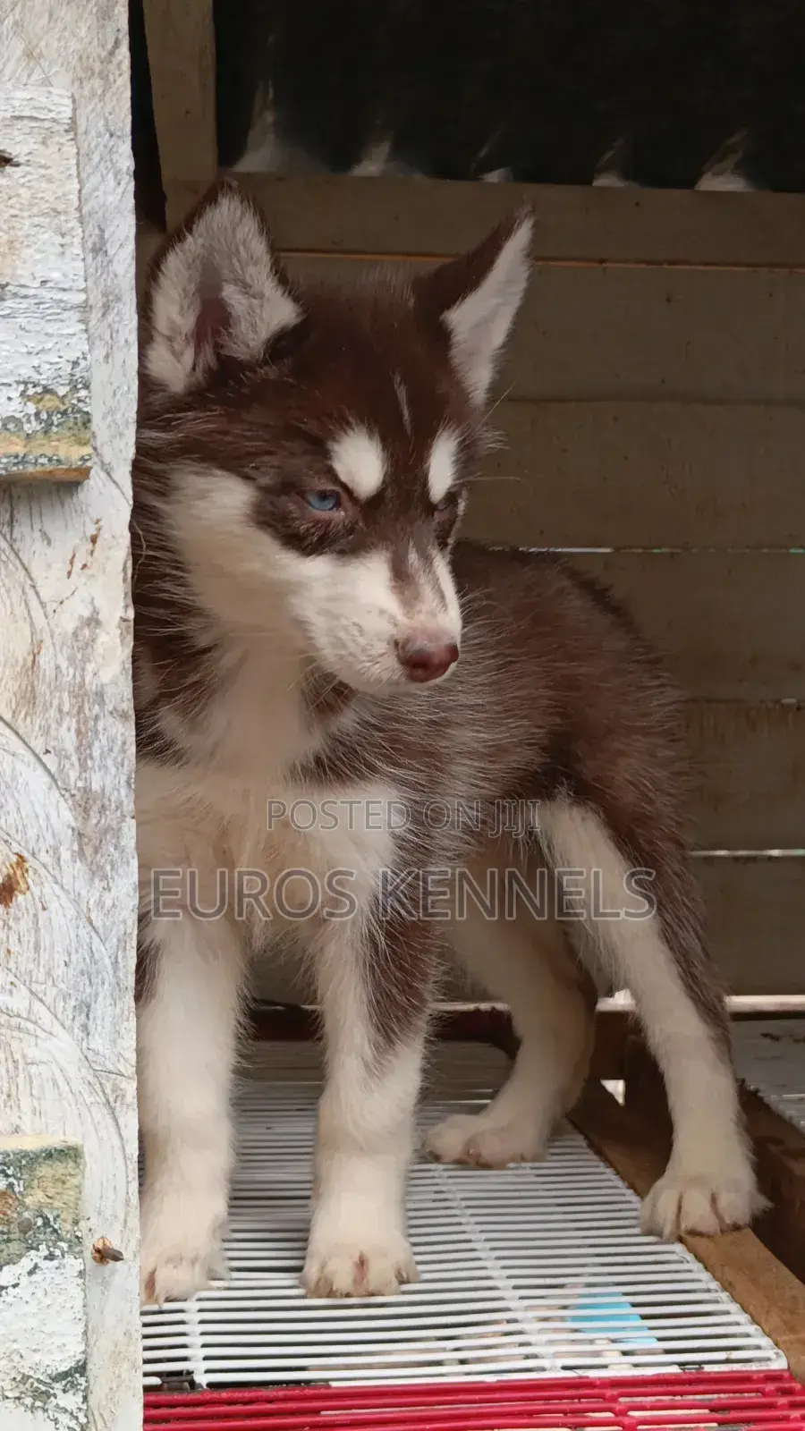 1-3 months Female Purebred Siberian Husky