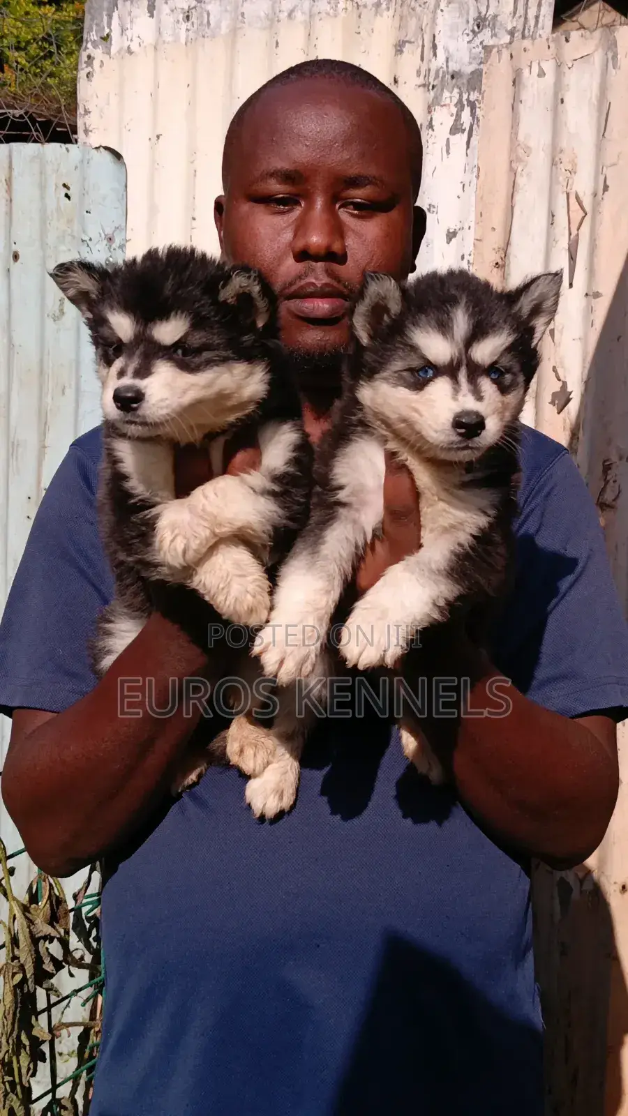 1-3 months Male Purebred Siberian Husky
