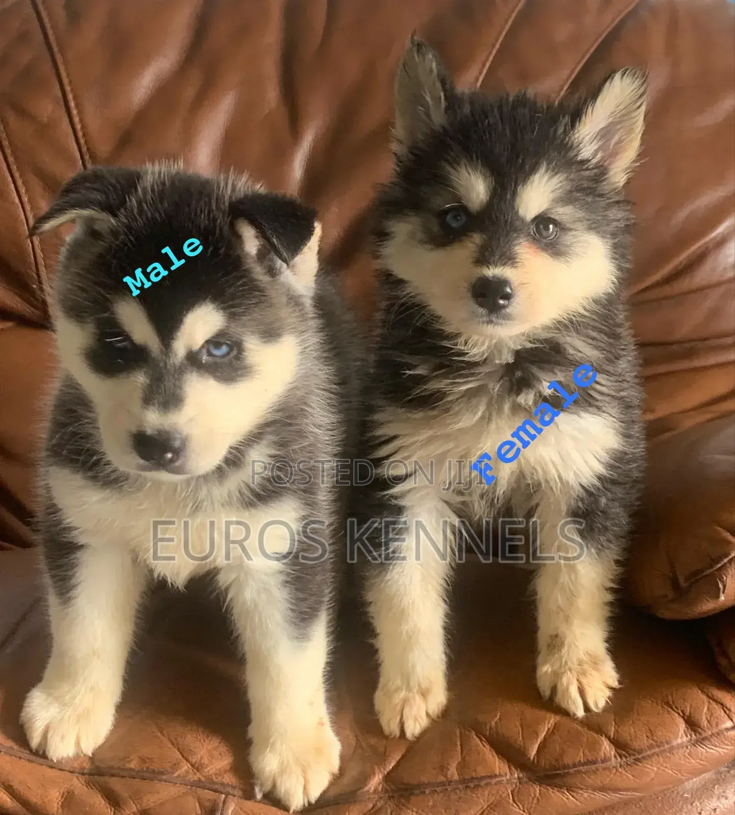 1-3 months Male Purebred Siberian Husky