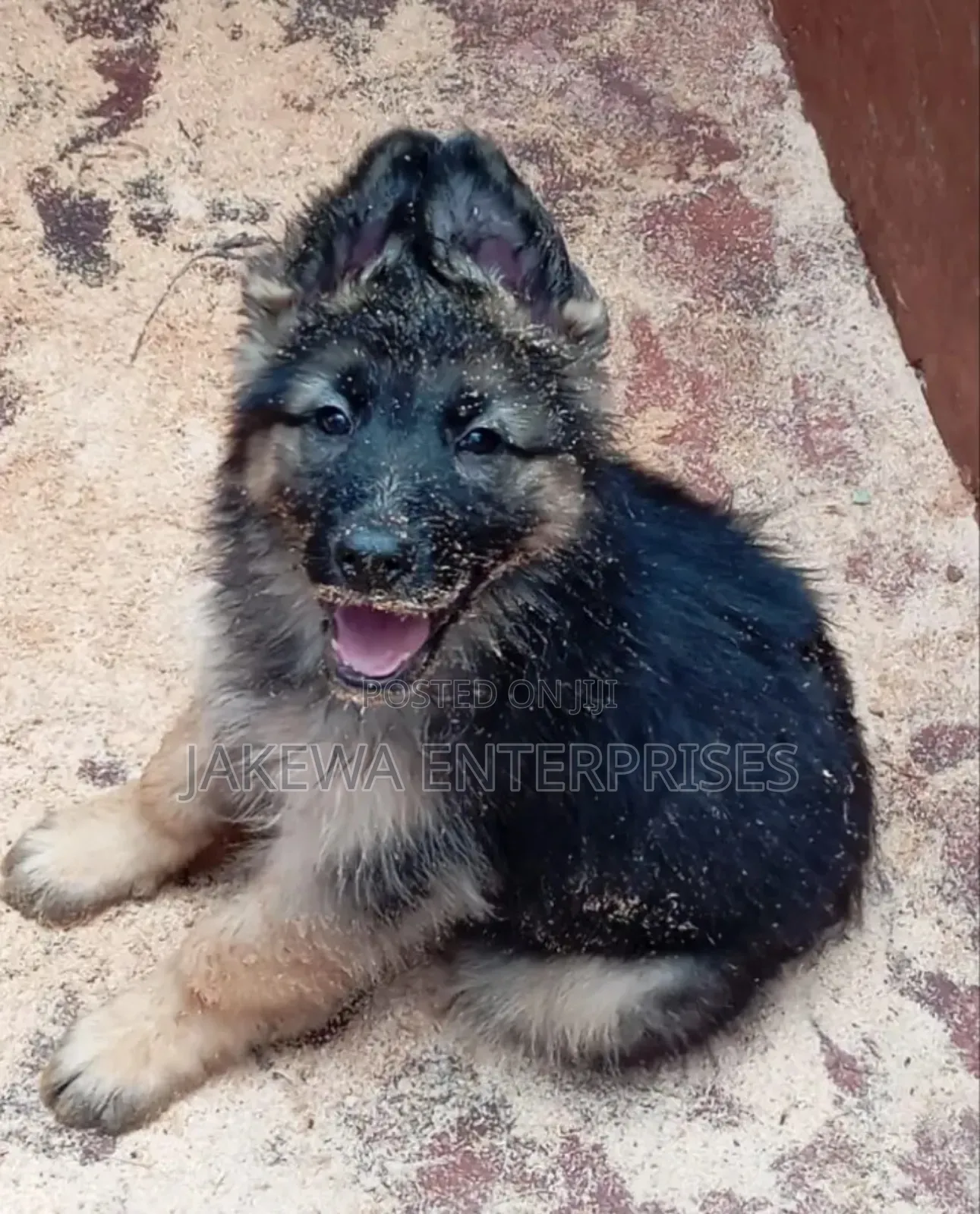 1-3 months Male Purebred German Shepherd