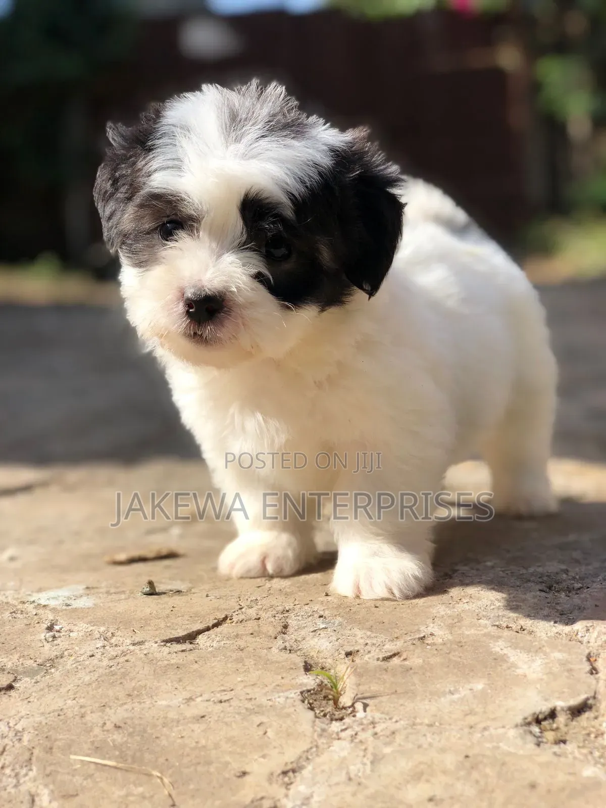 1-3 months Female Purebred Havanese