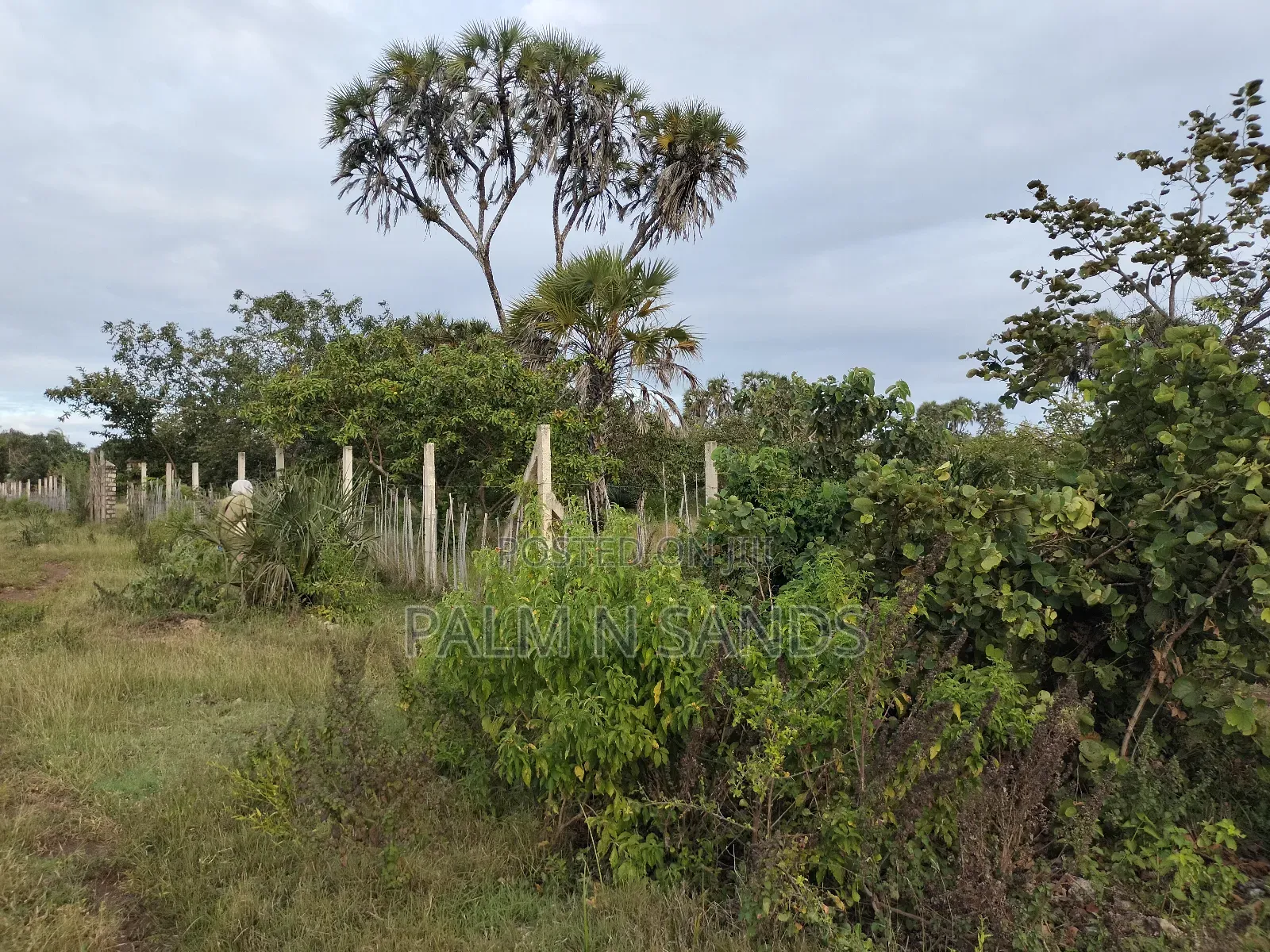 9 Acre Msambweni Beach Property