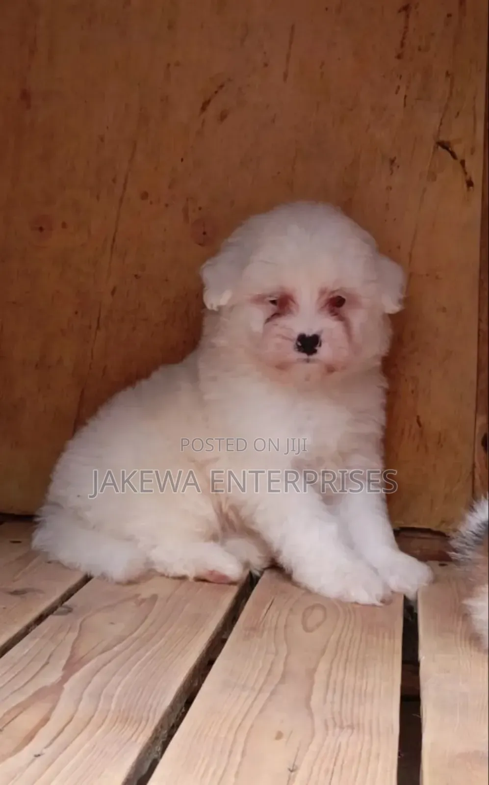 1-3 months Female Purebred Havanese