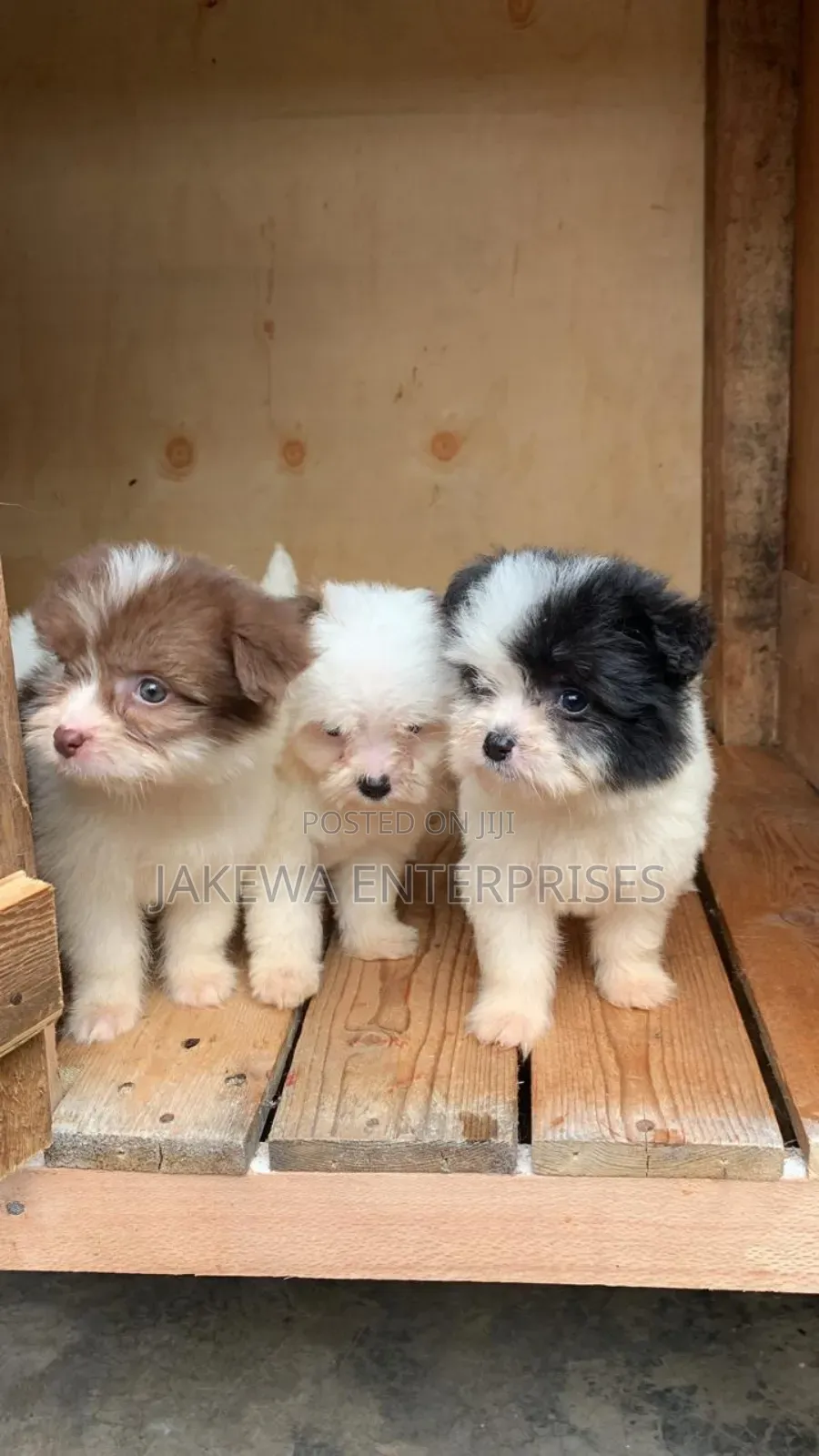 1-3 months Female Purebred Havanese