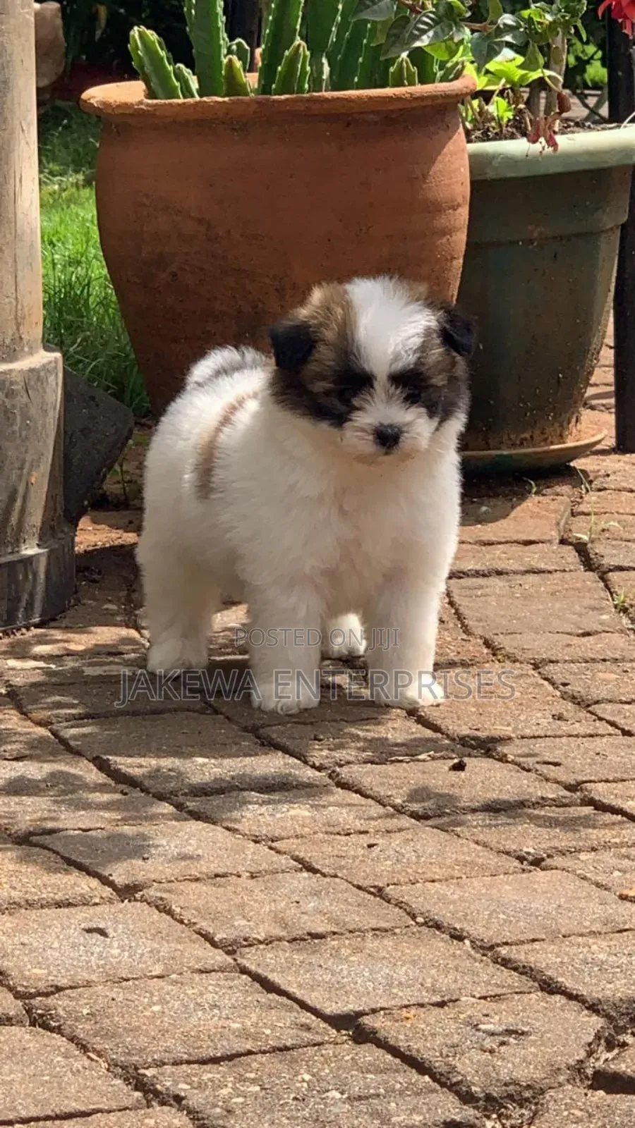 1-3 months Female Purebred Havanese