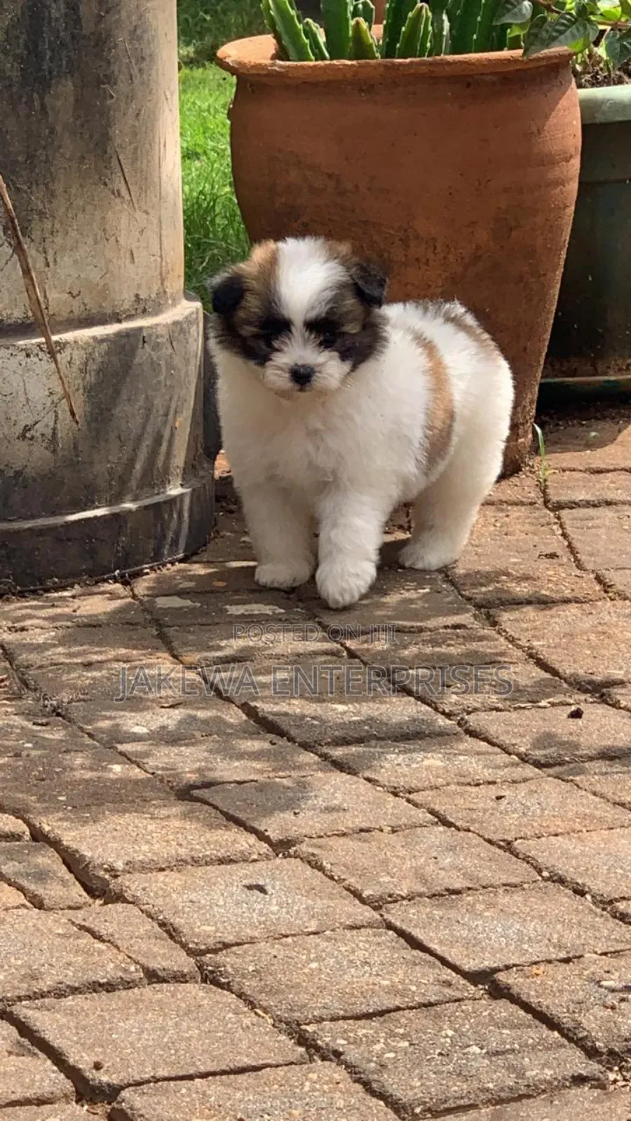 1-3 months Female Purebred Havanese