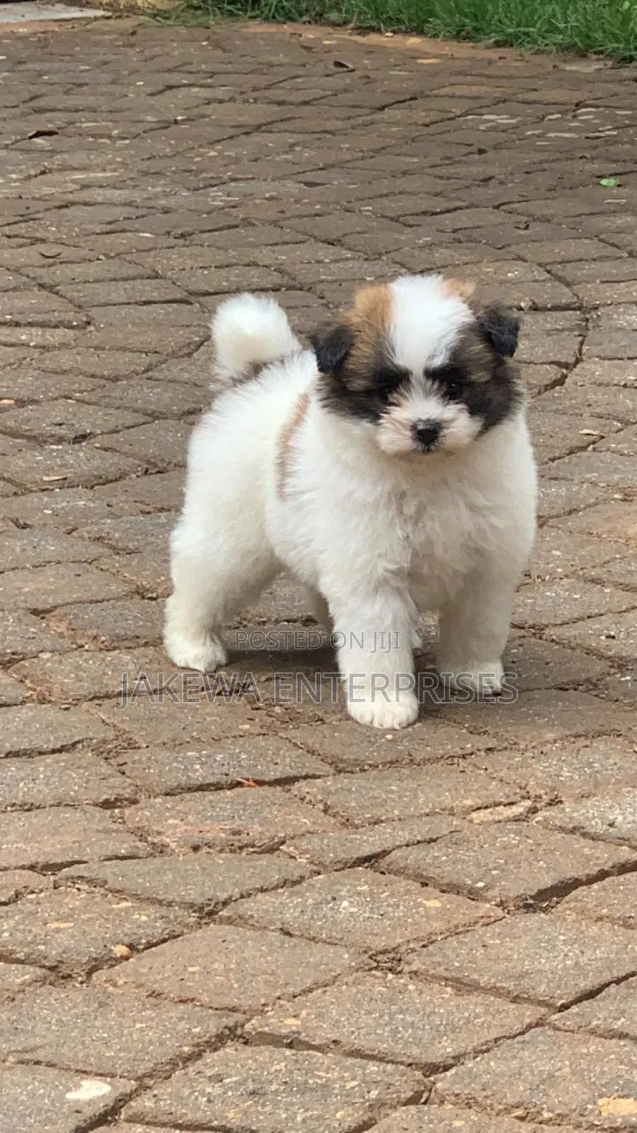 1-3 months Female Purebred Havanese