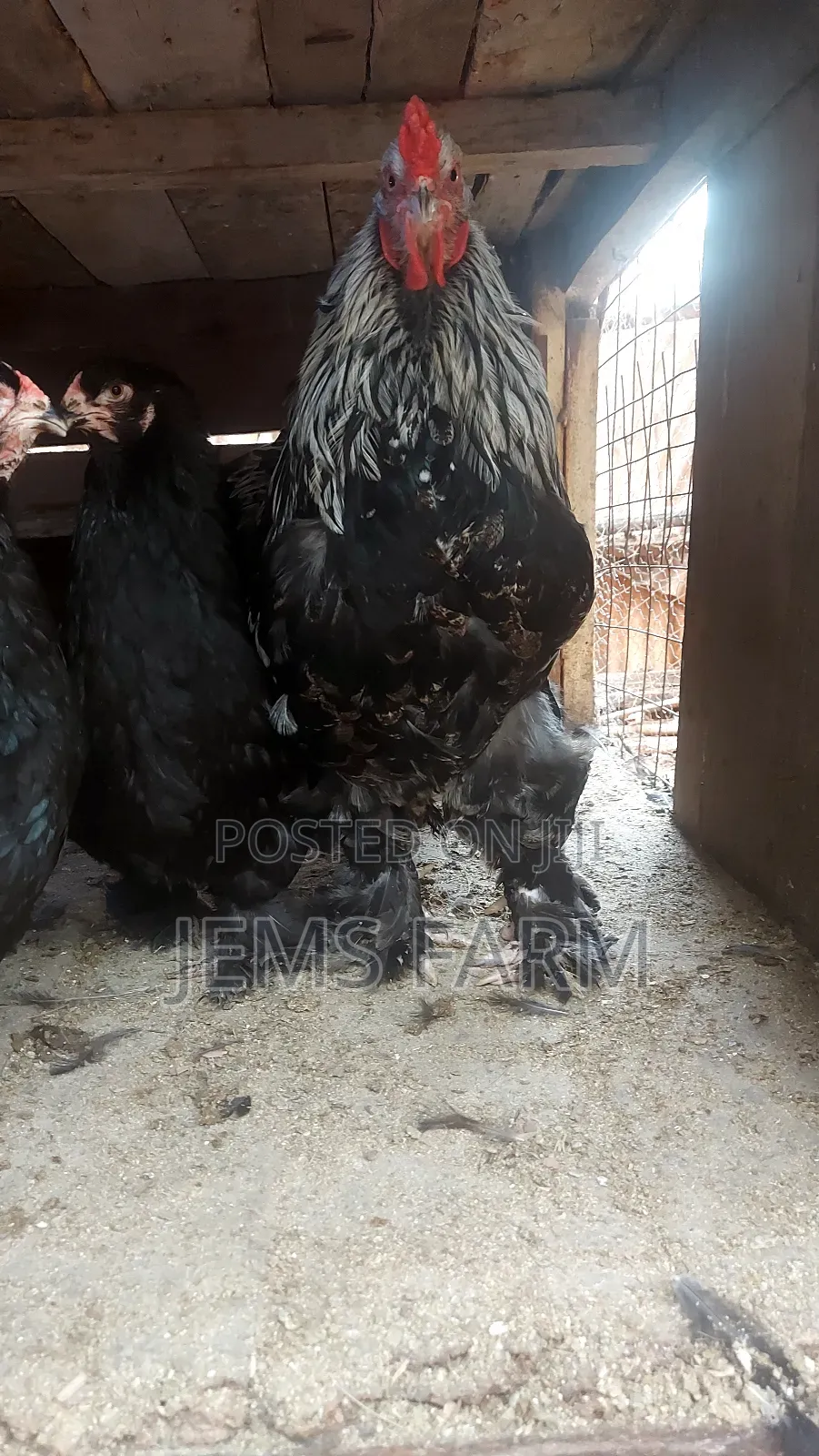 Fertilised Brahma Hatching Eggs