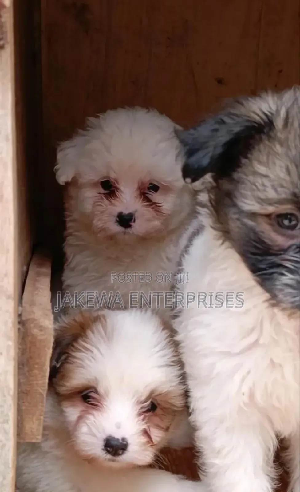 1-3 months Male Purebred Havanese