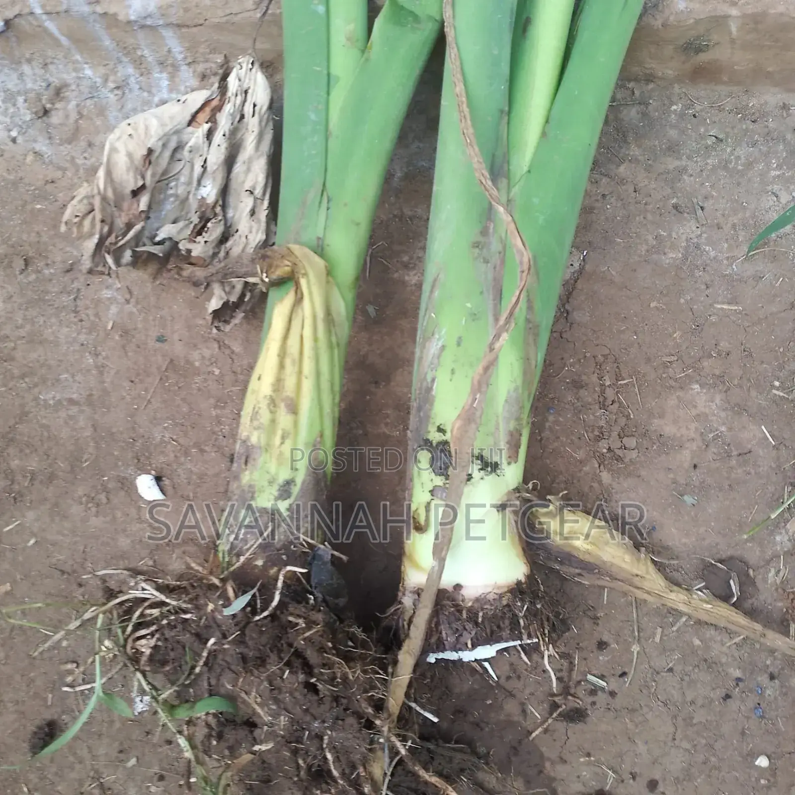 Arrowroots Suckers for Planting - Large Size (Per Piece)