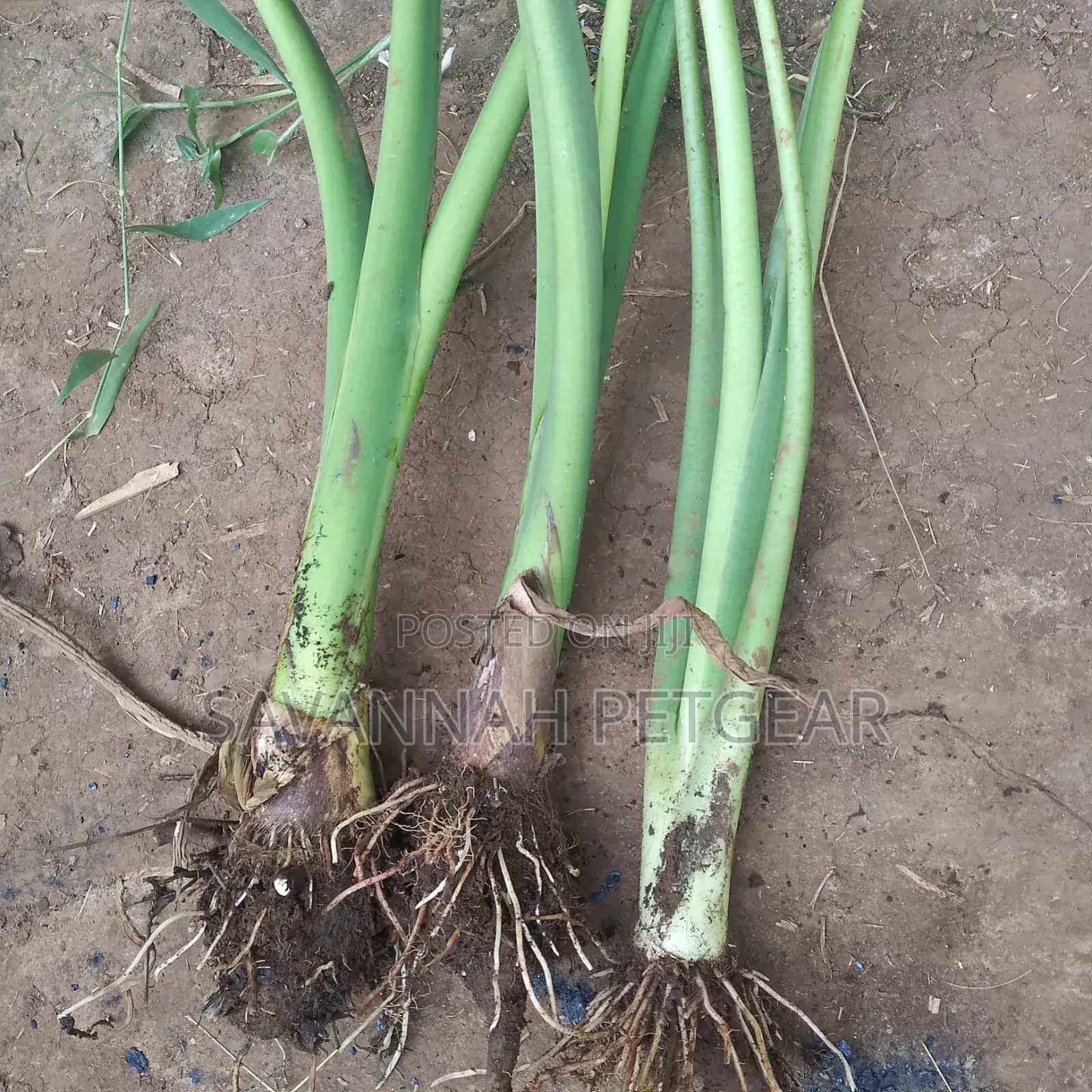 Arrowroots Suckers for Planting - Medium Size (Per Piece)
