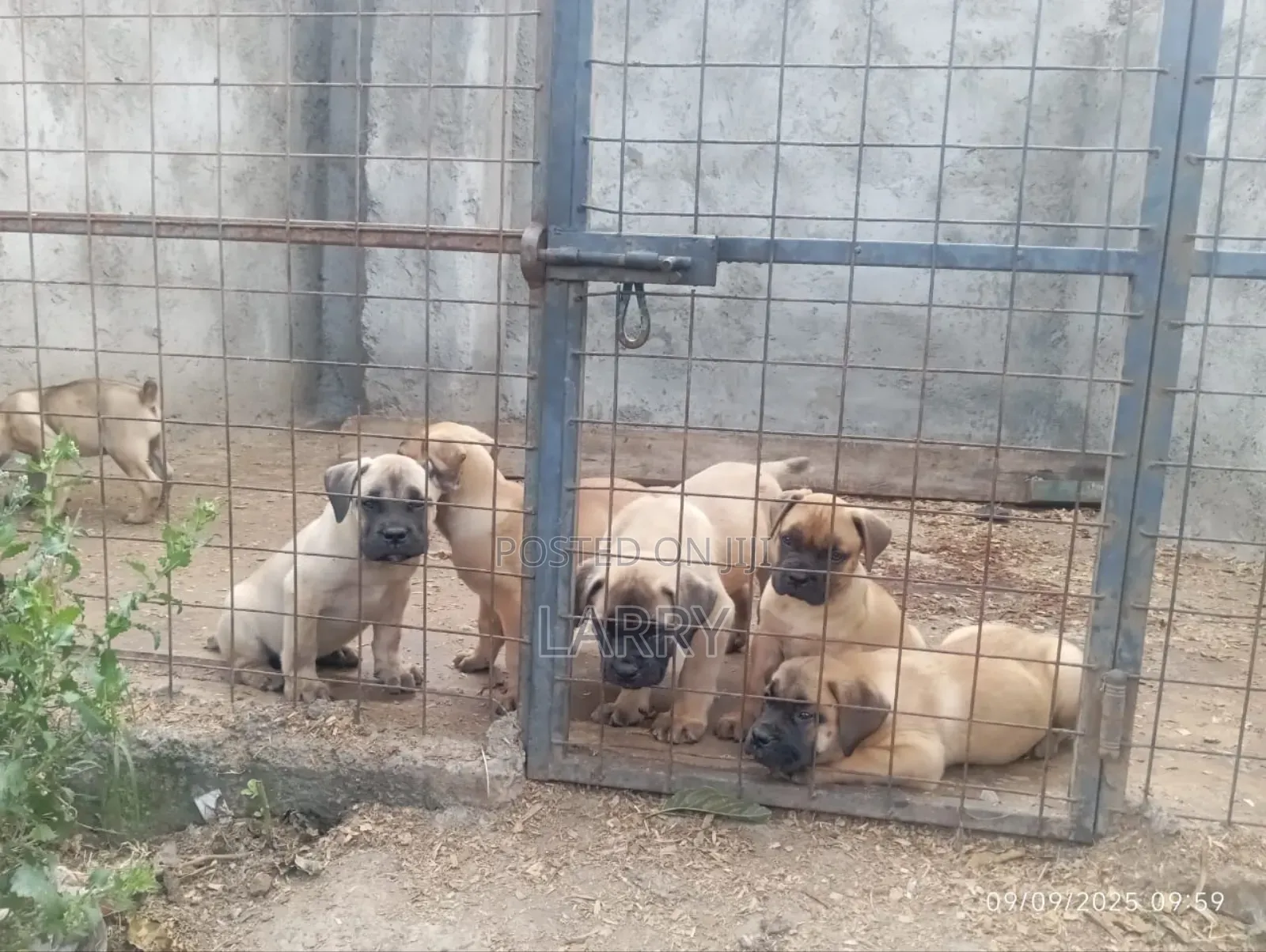 1-3 months Female Purebred Boerboel