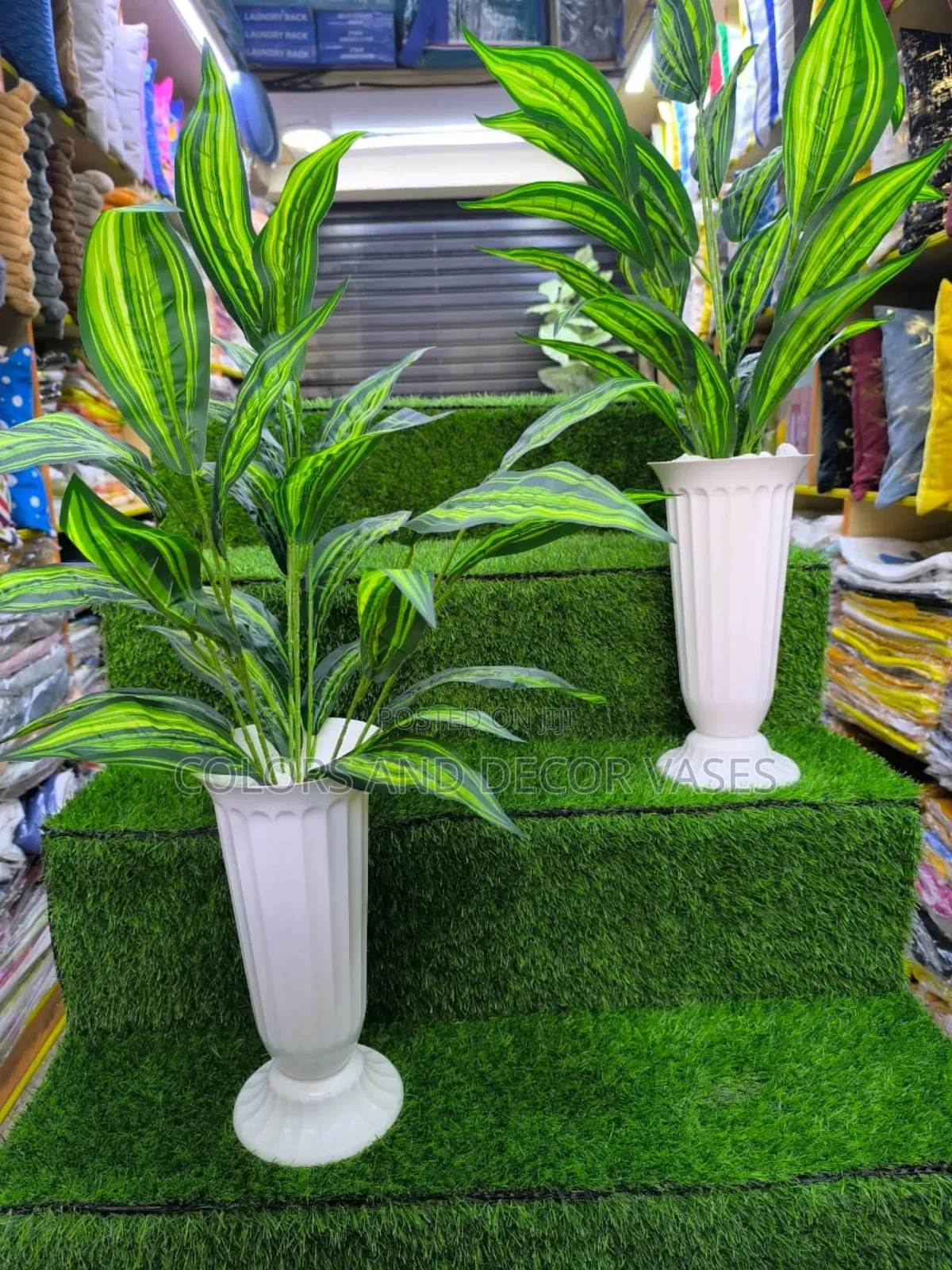 Plain Green Snake Plants Available