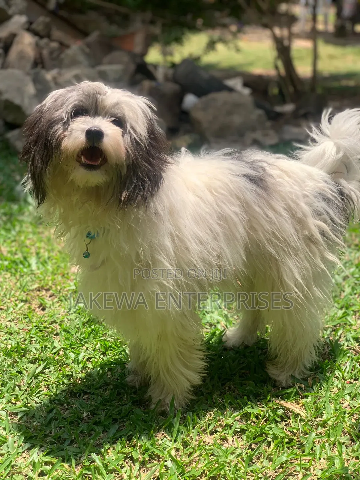 1+ year Male Purebred Havanese