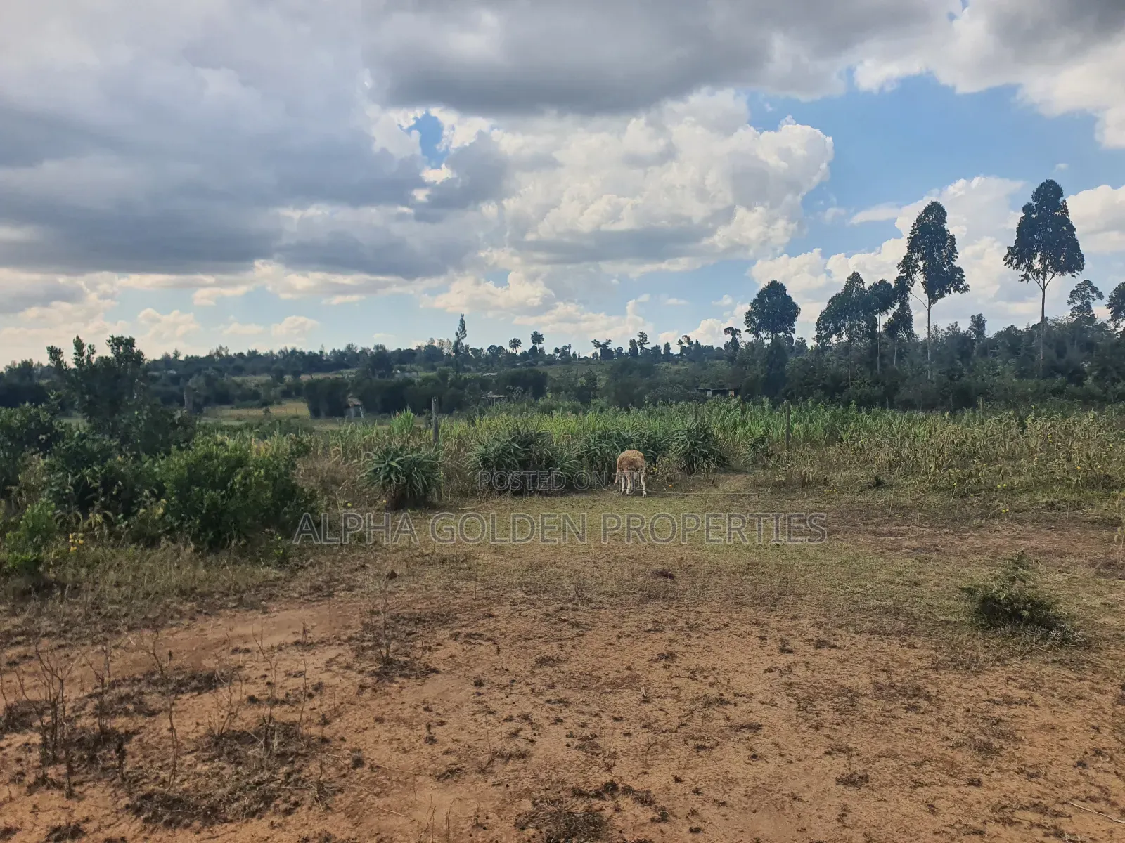 1 Acre in Daiga