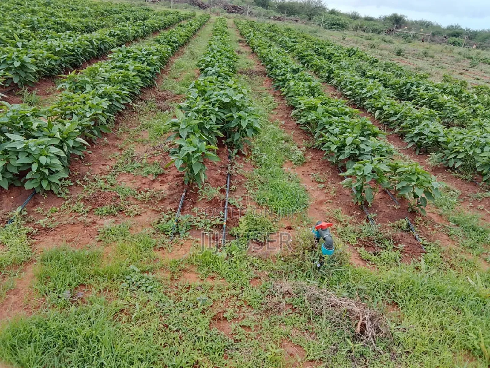 18 Acres in Taita Taveta,With Electric Fence,Water,Drip,Staff and More
