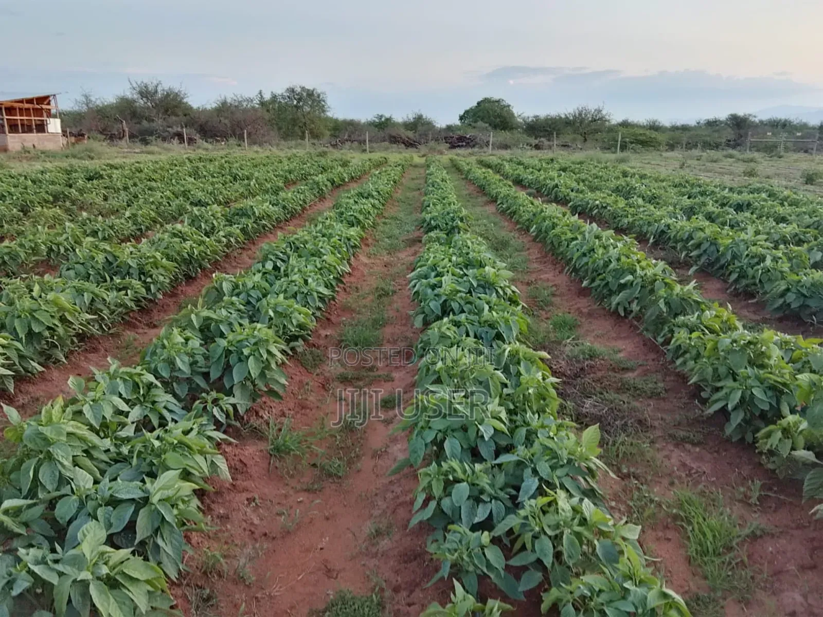 18 Acres in Taita Taveta,With Electric Fence,Water,Drip,Staff and More