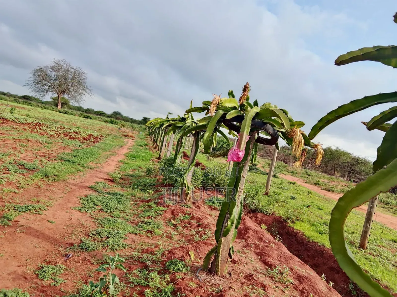18 Acres in Taita Taveta,With Electric Fence,Water,Drip,Staff and More