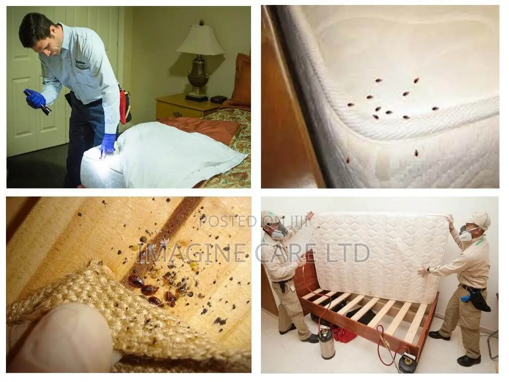 Bedbug Fumigation Service