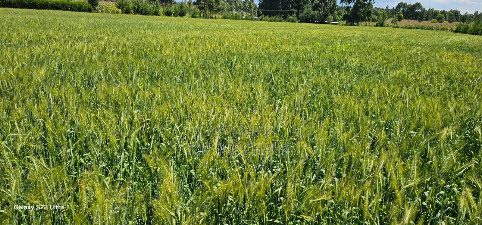 6 Acres for Sale in Naiberi Near Plateau in Eldoret