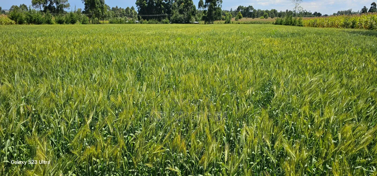 6 Acres for Sale in Naiberi Near Plateau in Eldoret
