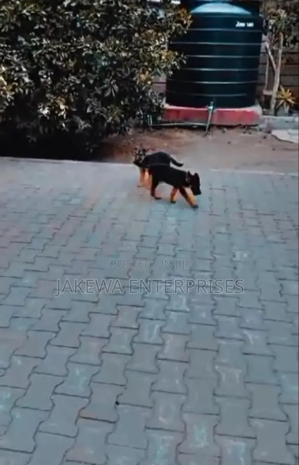 1-3 months Female Purebred German Shepherd