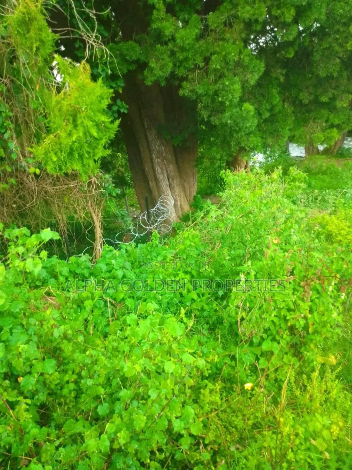 1 Acre in Muthaiga Nanyuki