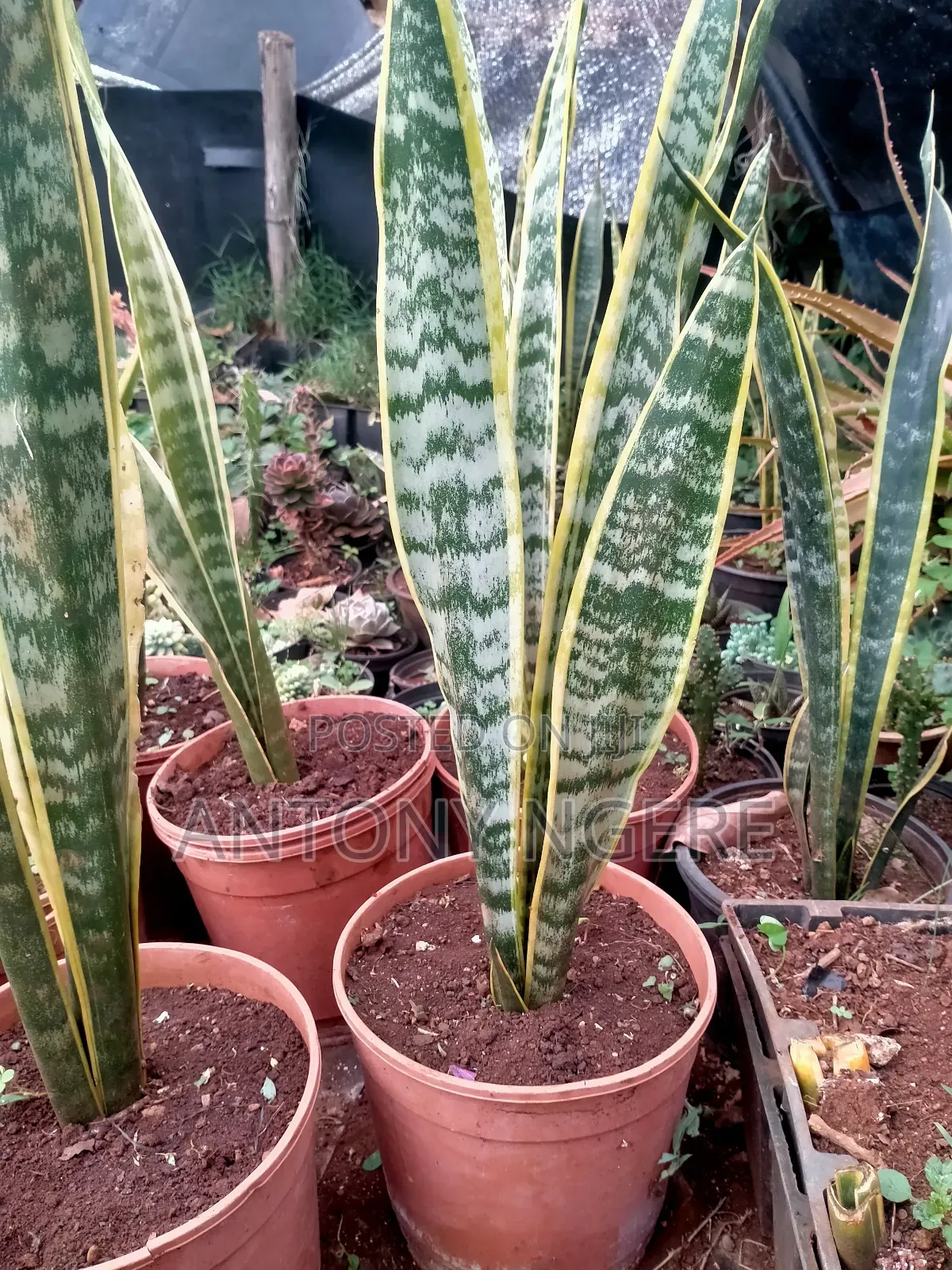 Snake Plant