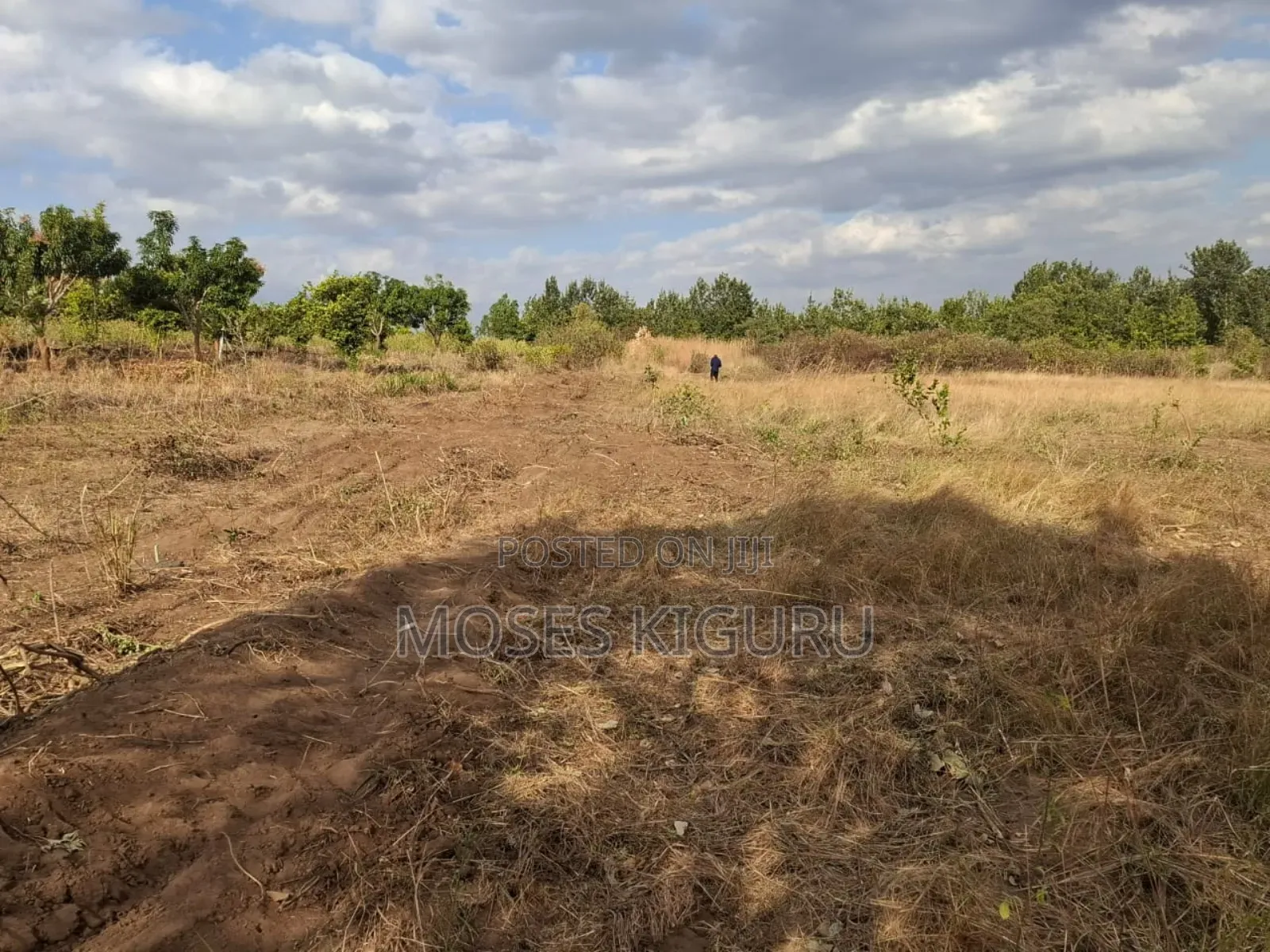 Mananja, 50x100 Plots.