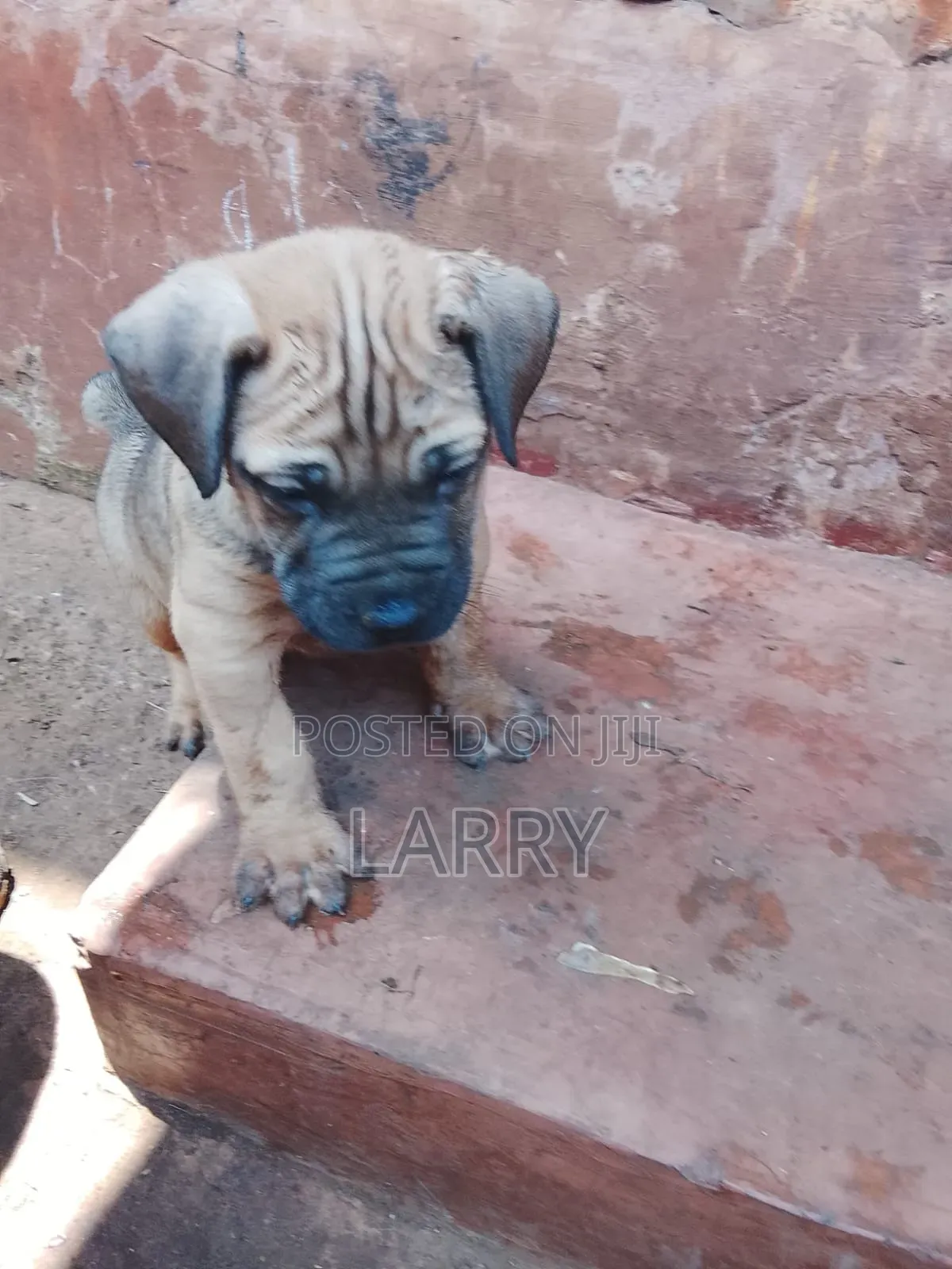 1-3 months Male Purebred Boerboel