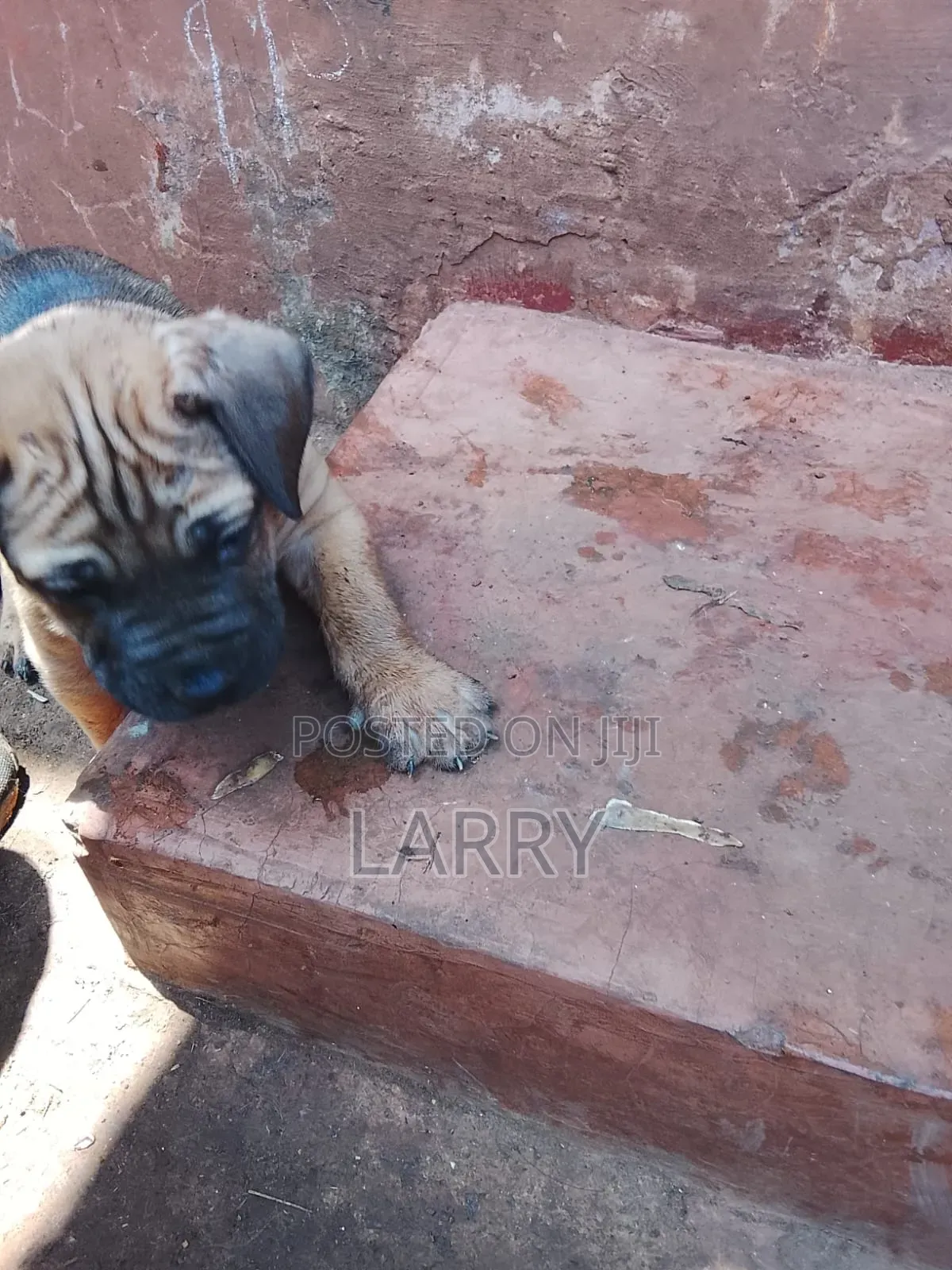 1-3 months Male Purebred Boerboel