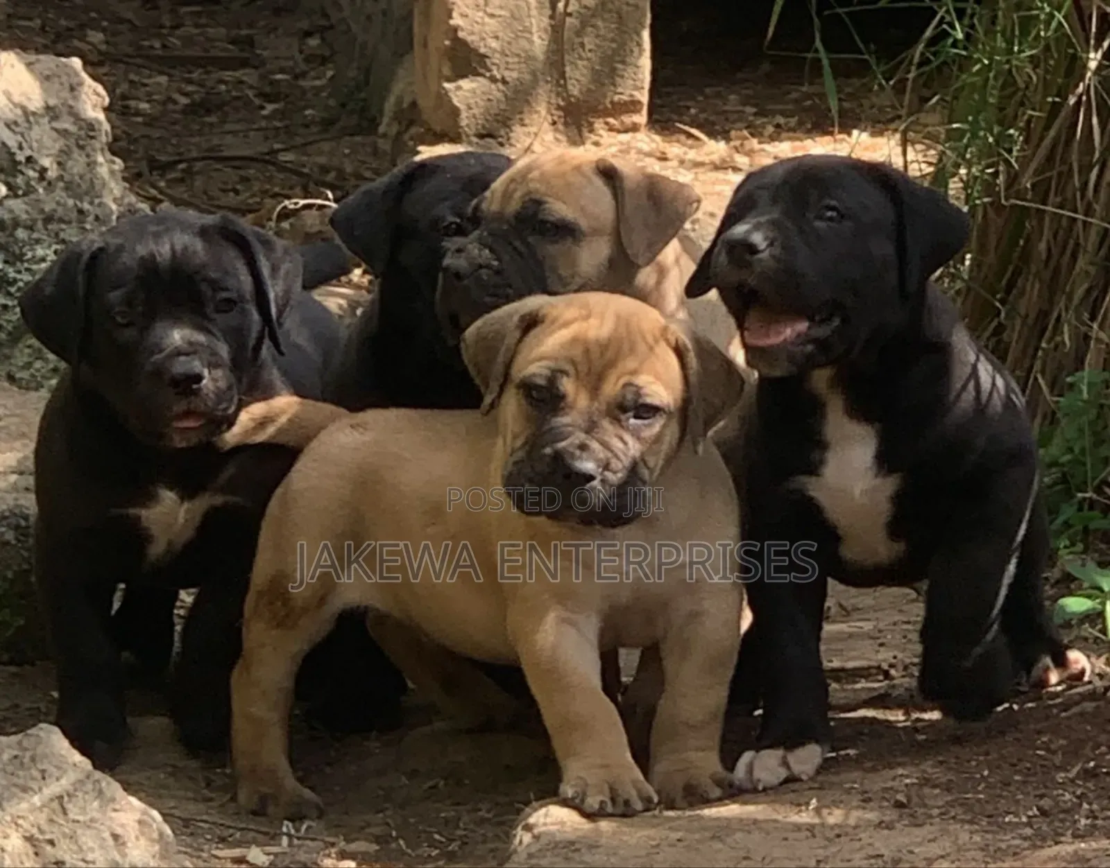 1-3 months Female Purebred Boerboel