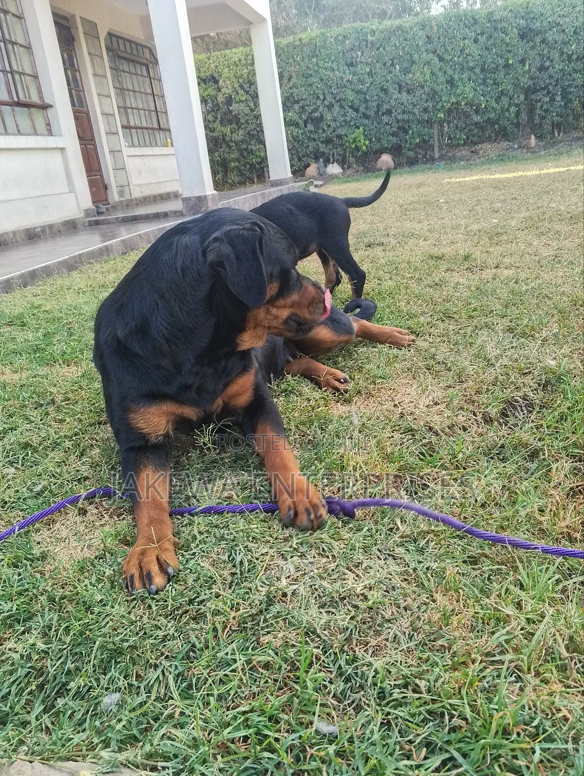 1-3 months Female Purebred Rottweiler