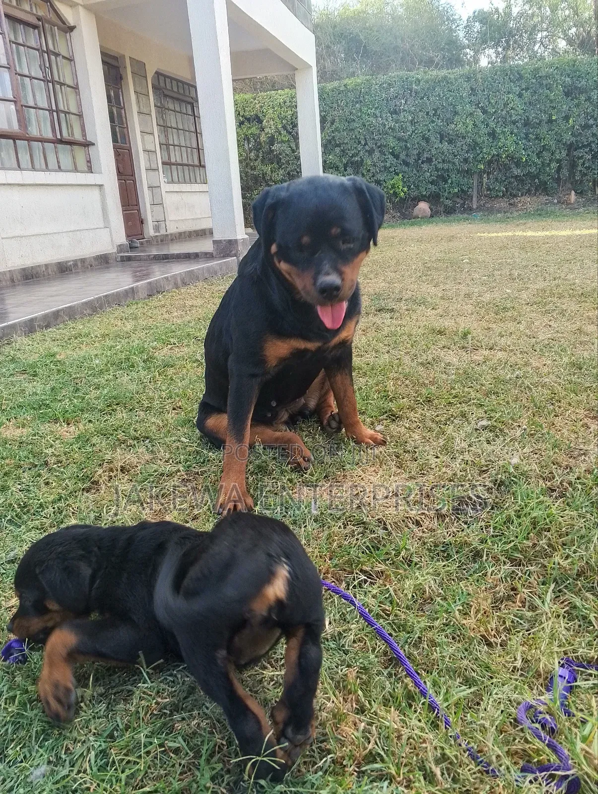 1-3 months Male Purebred Rottweiler
