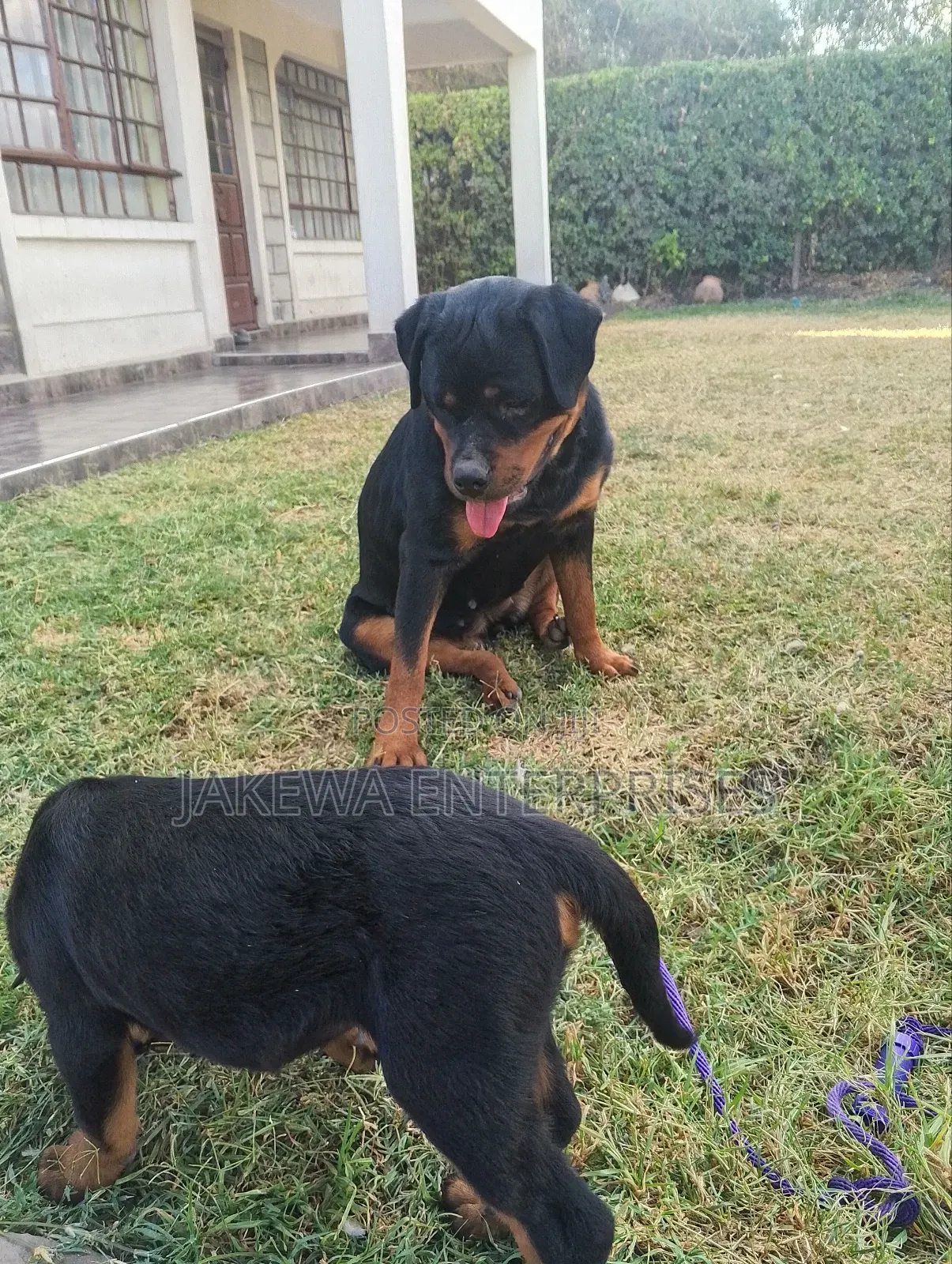 1-3 months Male Purebred Rottweiler