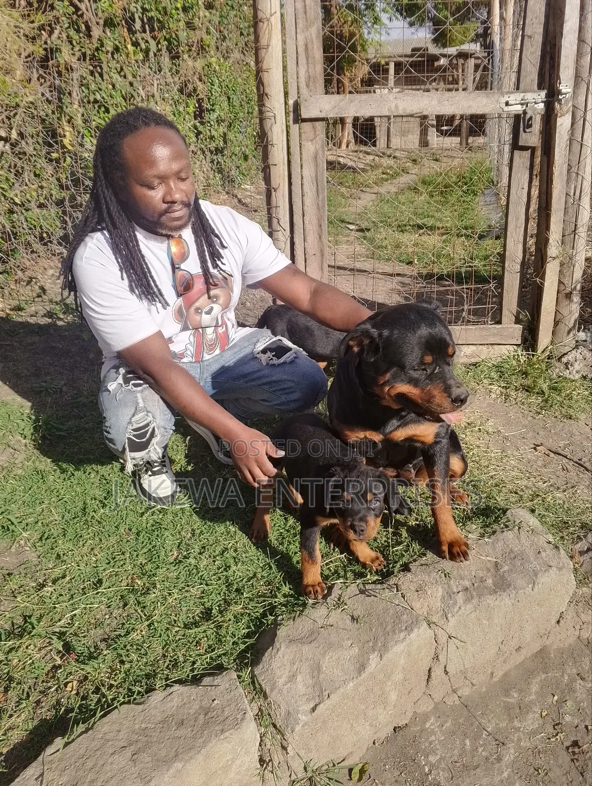 1-3 months Female Purebred Rottweiler