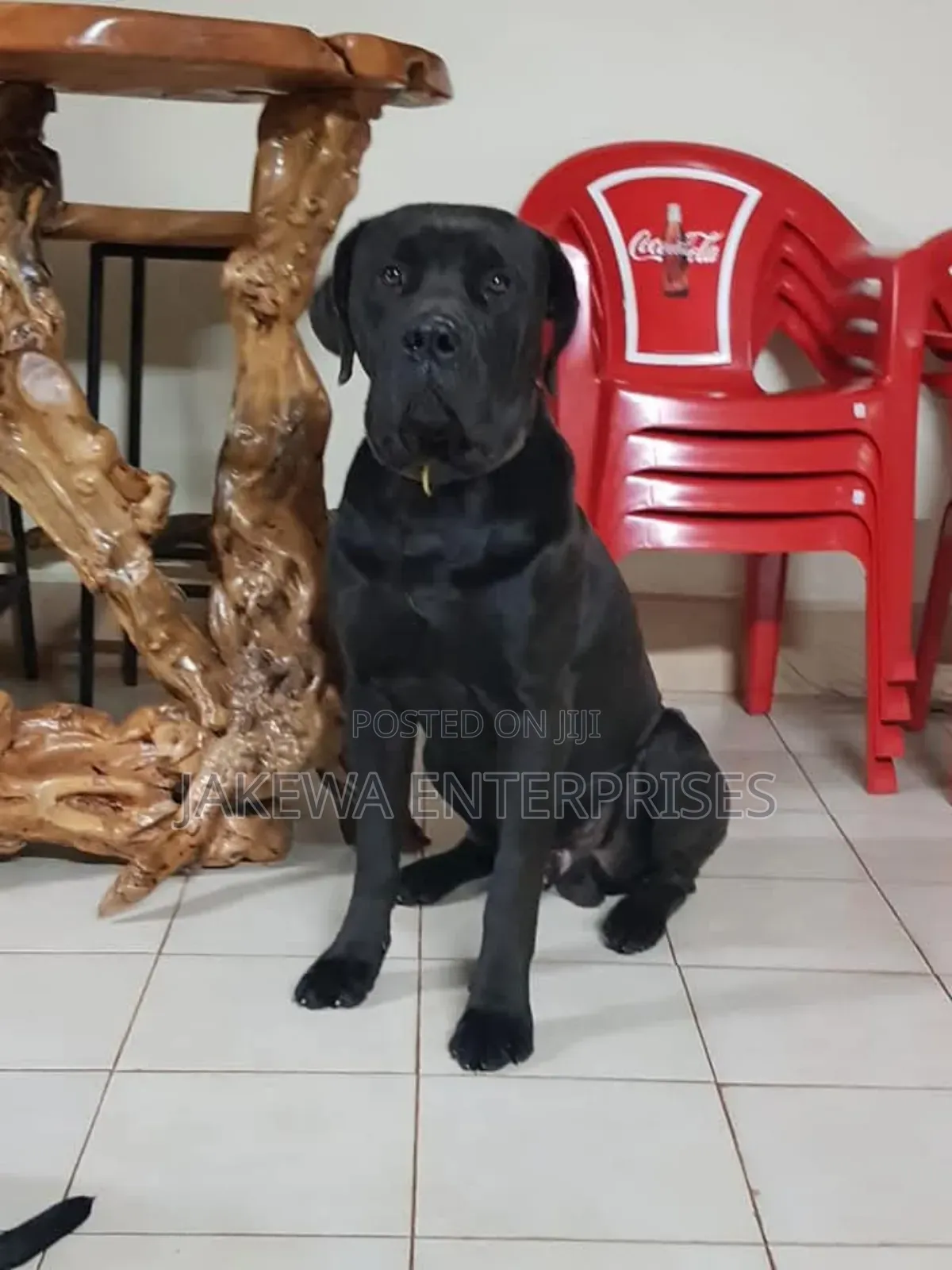 1+ year Male Purebred Boerboel