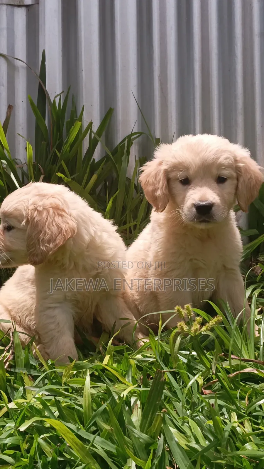 1-3 months Male Purebred Golden Retriever