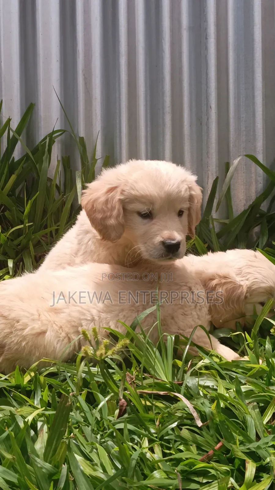 1-3 months Female Purebred Golden Retriever