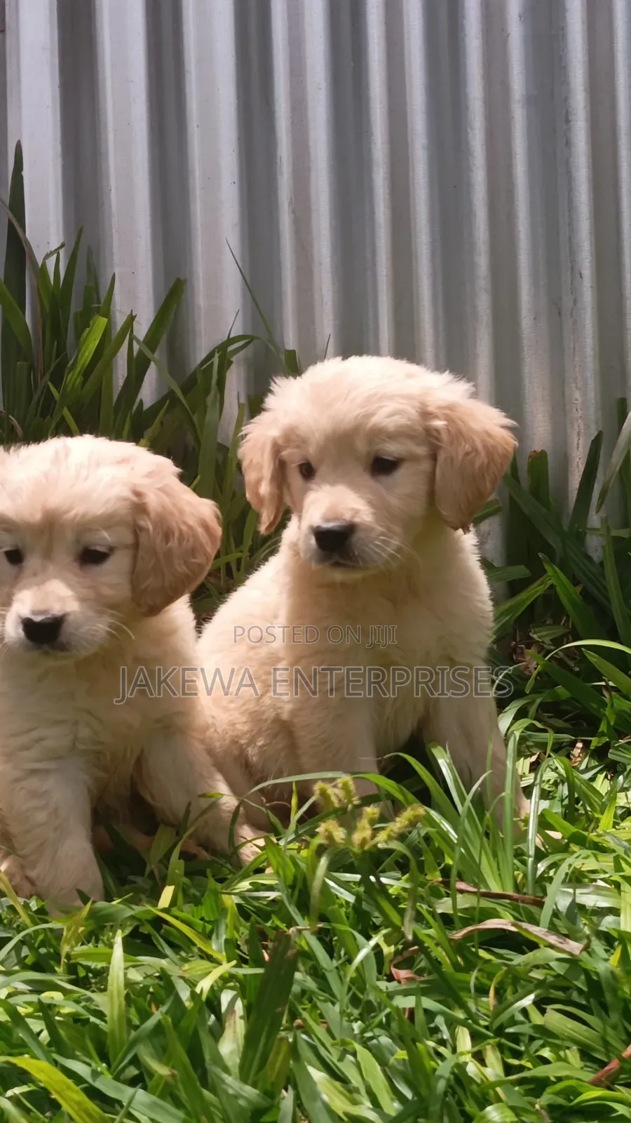 1-3 months Male Purebred Golden Retriever